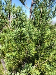 Widdringtonia nodiflora