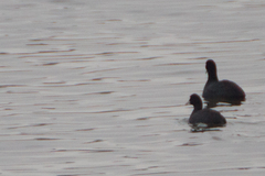 Fulica atra