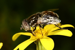 Eristalinus aeneus