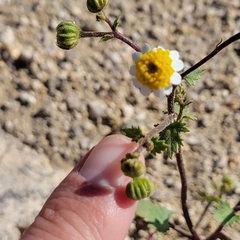 Perityle emoryi