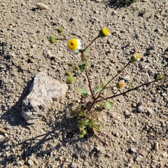 Perityle emoryi