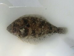 Citharichthys stigmaeus