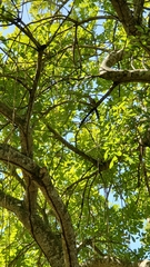 Coccyzus longirostris