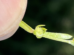 Plagiobothrys acanthocarpus