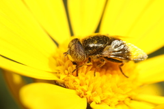 Eristalinus aeneus