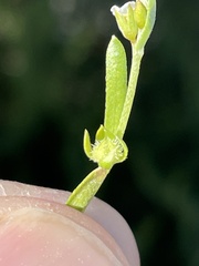 Plagiobothrys acanthocarpus