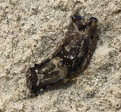 Aglajidae