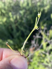 Plagiobothrys acanthocarpus