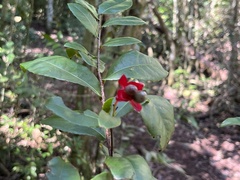 Ochna thomasiana