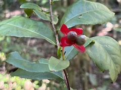 Ochna thomasiana