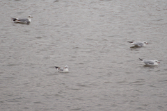 Chroicocephalus ridibundus