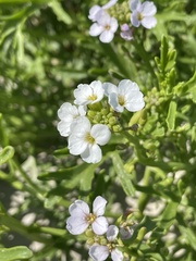 Cakile lanceolata