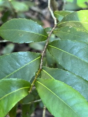 Ochna thomasiana