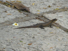 Broadleysaurus major