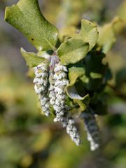 Garrya elliptica