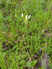 Nothoscordum bivalve