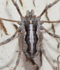 Phalangiinae
