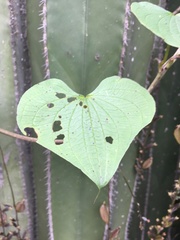 Dioscorea galeottiana