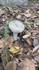 Amanita ocreata