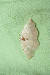 Eilicrinia trinotata