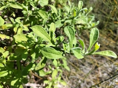 Helichrysum odoratissimum