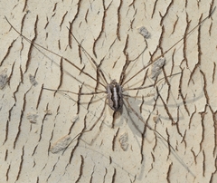 Phalangiinae