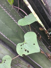 Dioscorea galeottiana