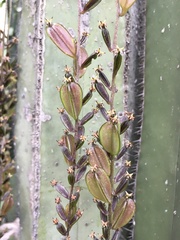 Dioscorea galeottiana