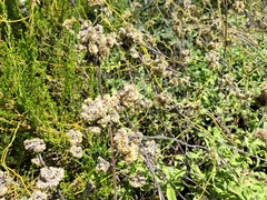 Helichrysum odoratissimum