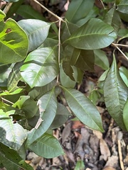 Calyptranthes pallens