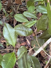 Calyptranthes pallens