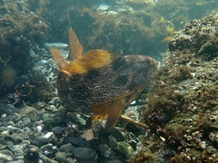 Hexagrammos decagrammus