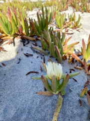 Carpobrotus edulis