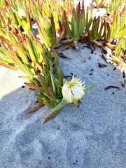 Carpobrotus edulis