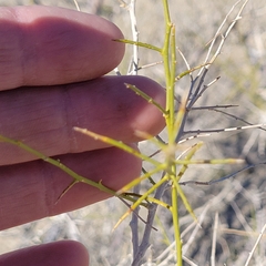 Psorothamnus schottii