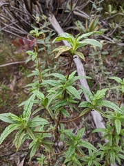 Diplacus longiflorus