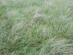 Stipa