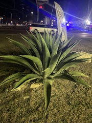 Agave salmiana