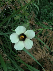 Hibiscus trionum