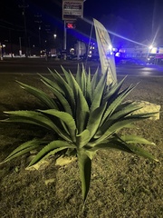 Agave salmiana
