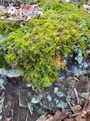 Thuidium