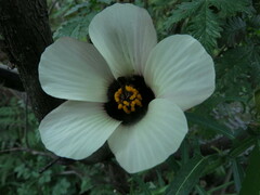 Hibiscus trionum