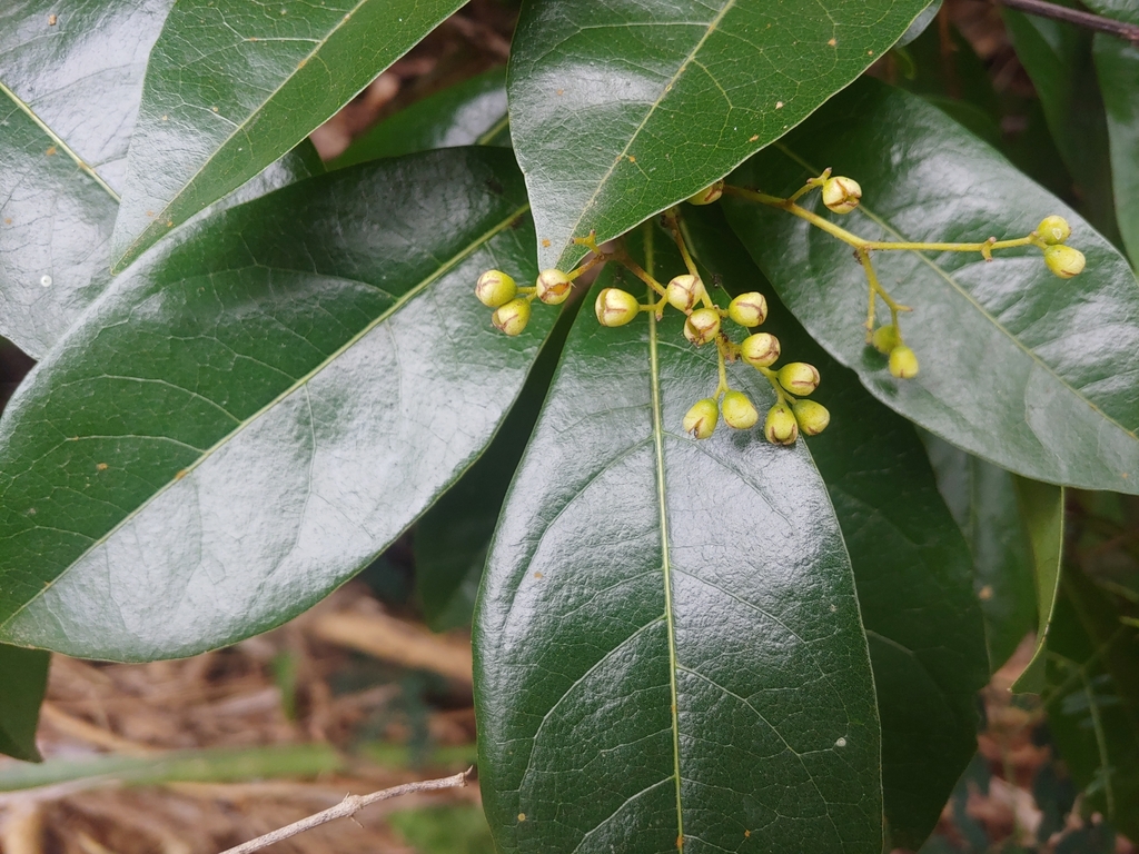 Cordia laevigata; photograph (c) Kurt Miller, some rights reserved (CC BY-SA)