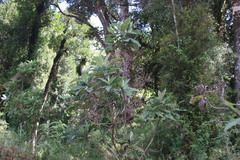 Acrisione cymosa