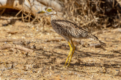 Burhinus capensis maculosus