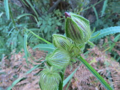 Hibiscus trionum