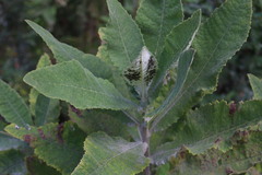 Acrisione cymosa