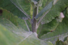 Acrisione cymosa