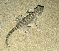 Pristurus carteri