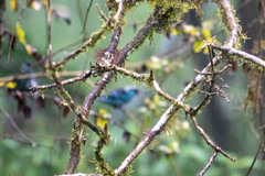 Chalcothraupis ruficervix